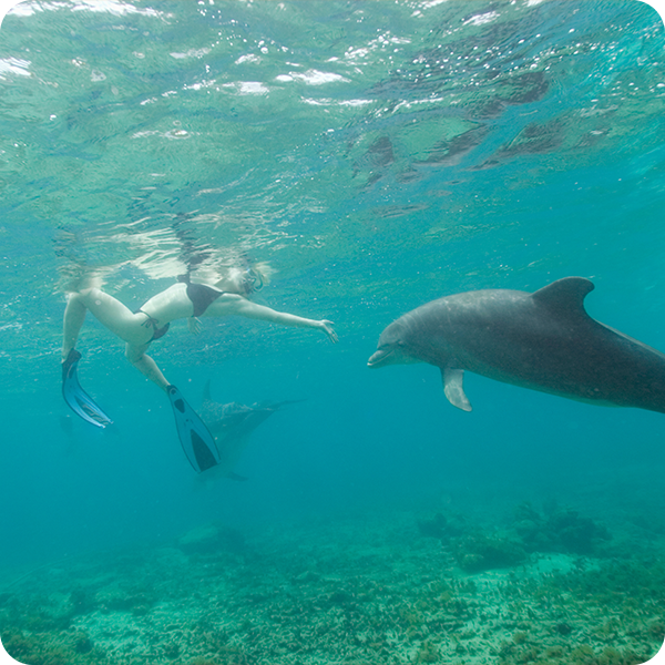 Femme nageant avec un dauphin