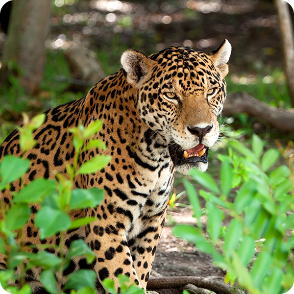 Léopard dans la jungle